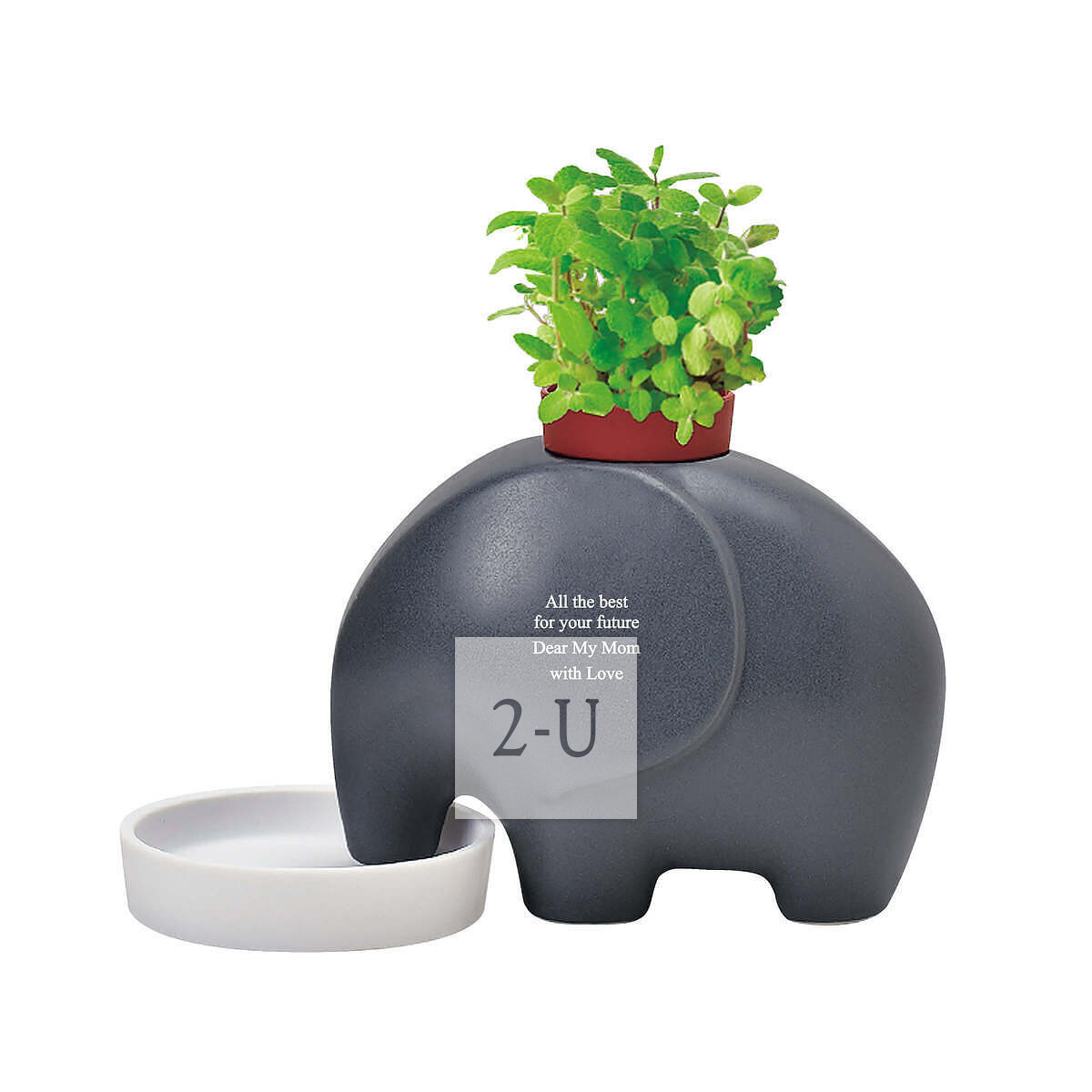 大象盆栽 灰色 蘋果薄荷