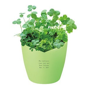 心形花盆栽培套裝 倖運草