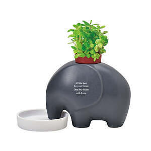 大象盆栽 灰色 蘋果薄荷