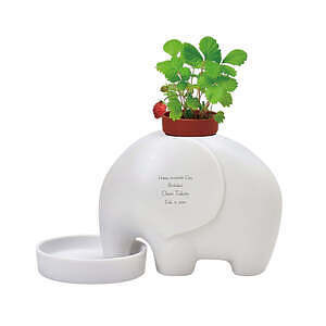 大象盆栽 白色 白色草莓