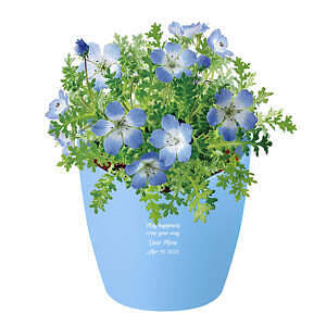 心形花盆栽培套裝 喜林草