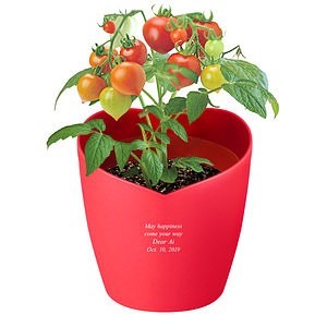 心形花盆栽培套裝 迷妳番茄