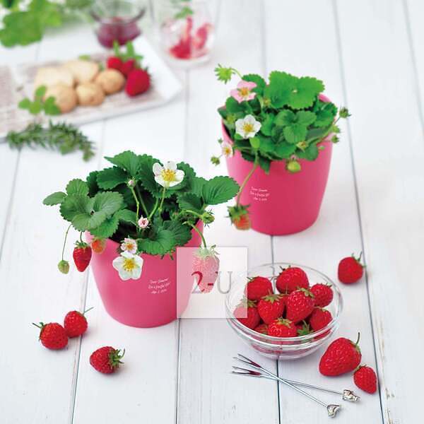 生日禮物 創意 1518761454